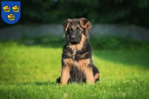 Mehr über den Artikel erfahren Schäferhund Züchter und Welpen in Nordfriesland