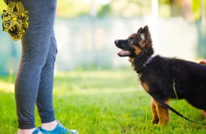 Mehr über den Artikel erfahren Schäferhund Züchter und Welpen in Nordhausen