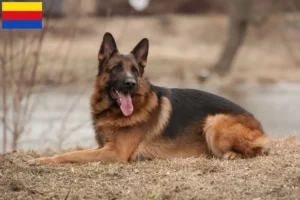 Mehr über den Artikel erfahren Schäferhund Züchter und Welpen in Nordholland