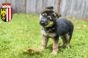 Mehr über den Artikel erfahren Schäferhund Züchter und Welpen in Oberösterreich