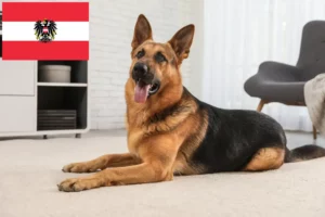 Mehr über den Artikel erfahren Schäferhund Züchter und Welpen in Österreich