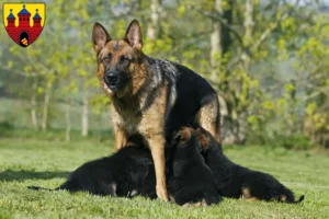 Mehr über den Artikel erfahren Schäferhund Züchter und Welpen in Oldenburg