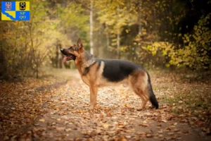 Mehr über den Artikel erfahren Schäferhund Züchter und Welpen in Olmütz