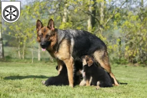 Mehr über den Artikel erfahren Schäferhund Züchter und Welpen in Osnabrück