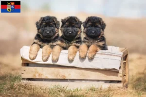 Mehr über den Artikel erfahren Schäferhund Züchter und Welpen in Ostfriesland