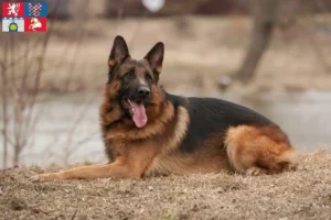 Mehr über den Artikel erfahren Schäferhund Züchter und Welpen in Pardubice