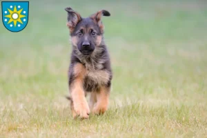 Mehr über den Artikel erfahren Schäferhund Züchter und Welpen in Perleberg