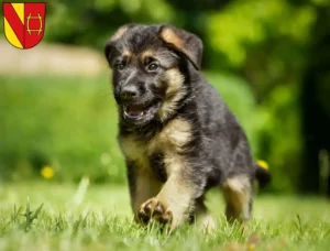 Mehr über den Artikel erfahren Schäferhund Züchter und Welpen in Rastatt