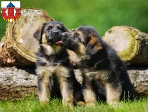 Mehr über den Artikel erfahren Schäferhund Züchter und Welpen in Ratzeburg