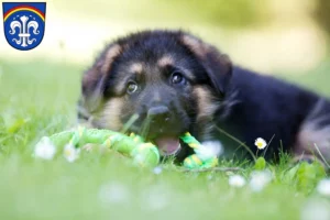 Mehr über den Artikel erfahren Schäferhund Züchter und Welpen in Regen (Stadt)