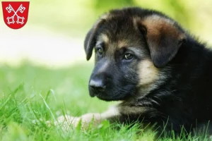 Mehr über den Artikel erfahren Schäferhund Züchter und Welpen in Regensburg