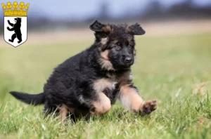 Mehr über den Artikel erfahren Schäferhund Züchter und Welpen in Reinickendorf