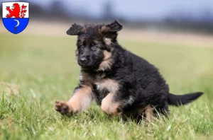 Mehr über den Artikel erfahren Schäferhund Züchter und Welpen in Remscheid