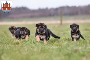 Mehr über den Artikel erfahren Schäferhund Züchter und Welpen in Rendsburg