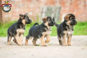 Mehr über den Artikel erfahren Schäferhund Züchter und Welpen in Saarlouis