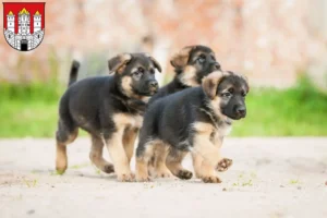 Mehr über den Artikel erfahren Schäferhund Züchter und Welpen in Salzburg