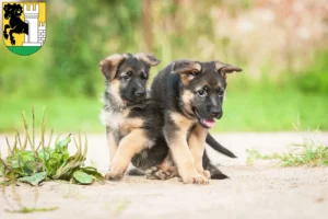 Mehr über den Artikel erfahren Schäferhund Züchter und Welpen in Schaffhausen