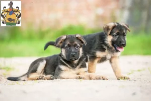 Mehr über den Artikel erfahren Schäferhund Züchter und Welpen in Schleiz