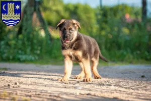 Mehr über den Artikel erfahren Schäferhund Züchter und Welpen in Schleswig