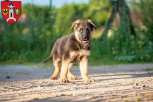 Mehr über den Artikel erfahren Schäferhund Züchter und Welpen in Schwabach