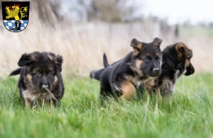 Mehr über den Artikel erfahren Schäferhund Züchter und Welpen in Schwandorf