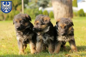 Mehr über den Artikel erfahren Schäferhund Züchter und Welpen in Schweinfurt