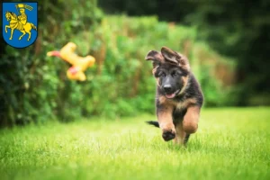 Mehr über den Artikel erfahren Schäferhund Züchter und Welpen in Schwerin