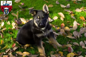 Mehr über den Artikel erfahren Schäferhund Züchter und Welpen in Siegen