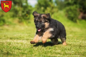 Mehr über den Artikel erfahren Schäferhund Züchter und Welpen in Sigmaringen