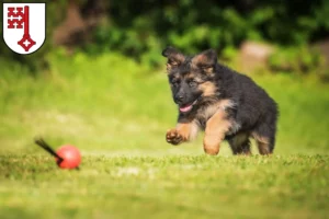 Mehr über den Artikel erfahren Schäferhund Züchter und Welpen in Soest