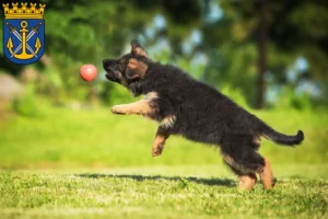 Mehr über den Artikel erfahren Schäferhund Züchter und Welpen in Solingen