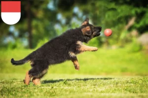 Mehr über den Artikel erfahren Schäferhund Züchter und Welpen in Solothurn