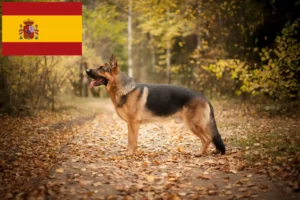 Mehr über den Artikel erfahren Schäferhund Züchter und Welpen in Spanien