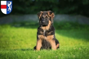 Mehr über den Artikel erfahren Schäferhund Züchter und Welpen in St. Pölten