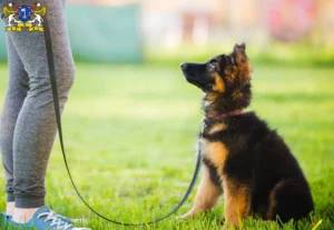 Mehr über den Artikel erfahren Schäferhund Züchter und Welpen in Stade