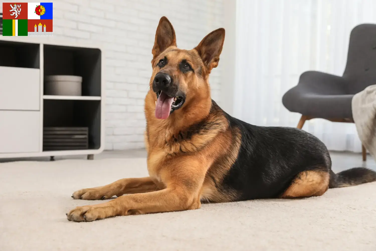 Mehr über den Artikel erfahren Schäferhund Züchter und Welpen in Südböhmen