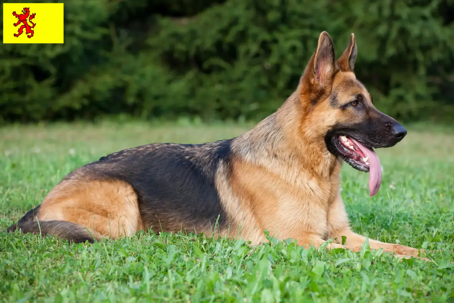 Mehr über den Artikel erfahren Schäferhund Züchter und Welpen in Südholland