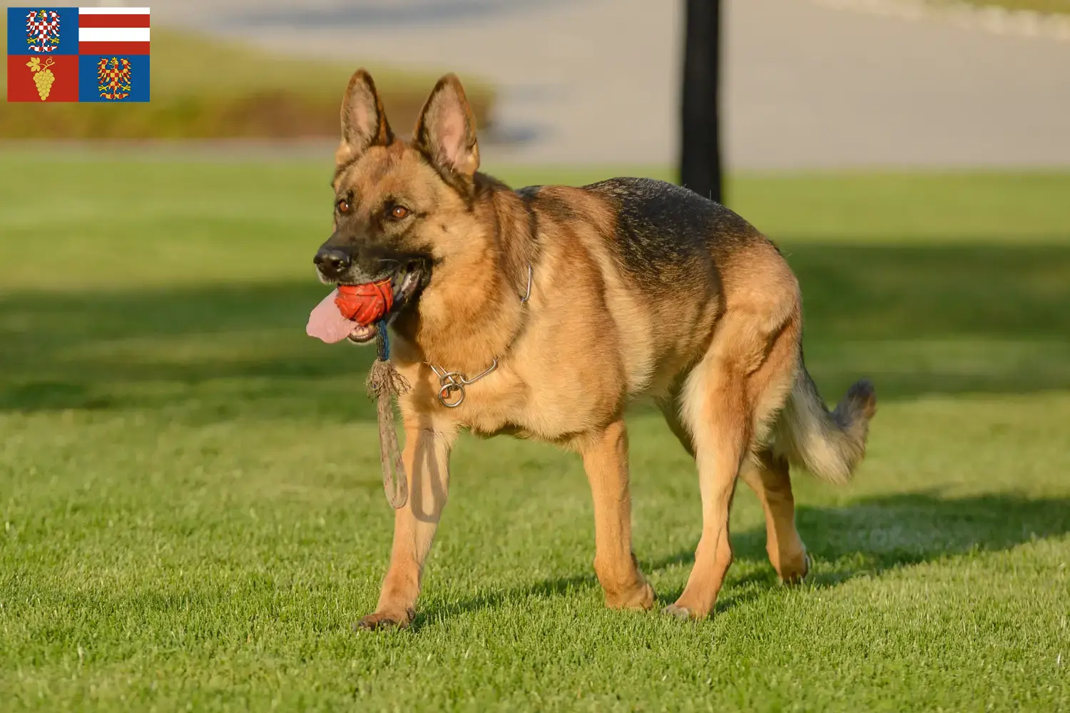 Mehr über den Artikel erfahren Schäferhund Züchter und Welpen in Südmähren