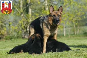 Mehr über den Artikel erfahren Schäferhund Züchter und Welpen in Suhl