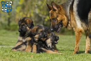 Mehr über den Artikel erfahren Schäferhund Züchter und Welpen am Tegernsee