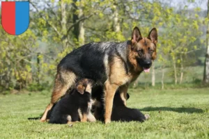 Mehr über den Artikel erfahren Schäferhund Züchter und Welpen im Tessin