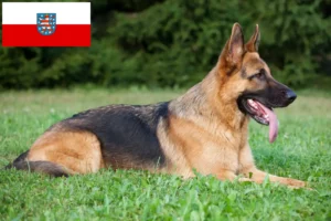 Mehr über den Artikel erfahren Schäferhund Züchter und Welpen in Thüringen