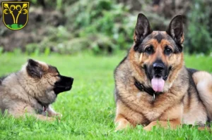 Mehr über den Artikel erfahren Schäferhund Züchter und Welpen in Traunstein