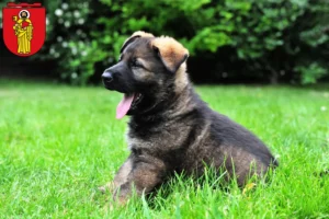 Mehr über den Artikel erfahren Schäferhund Züchter und Welpen in Trier