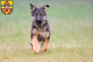 Mehr über den Artikel erfahren Schäferhund Züchter und Welpen in der Uckermark