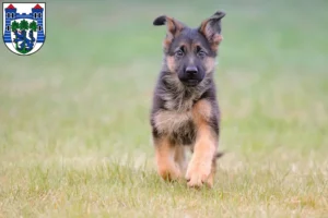 Mehr über den Artikel erfahren Schäferhund Züchter und Welpen in Uelzen