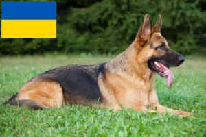 Mehr über den Artikel erfahren Schäferhund Züchter und Welpen in der Ukraine