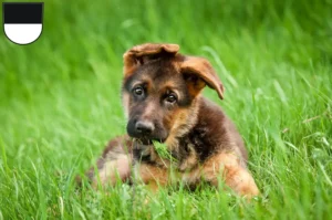 Mehr über den Artikel erfahren Schäferhund Züchter und Welpen in Ulm