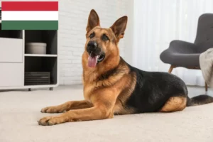 Mehr über den Artikel erfahren Schäferhund Züchter und Welpen in Ungarn