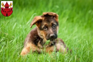 Mehr über den Artikel erfahren Schäferhund Züchter und Welpen in Unna